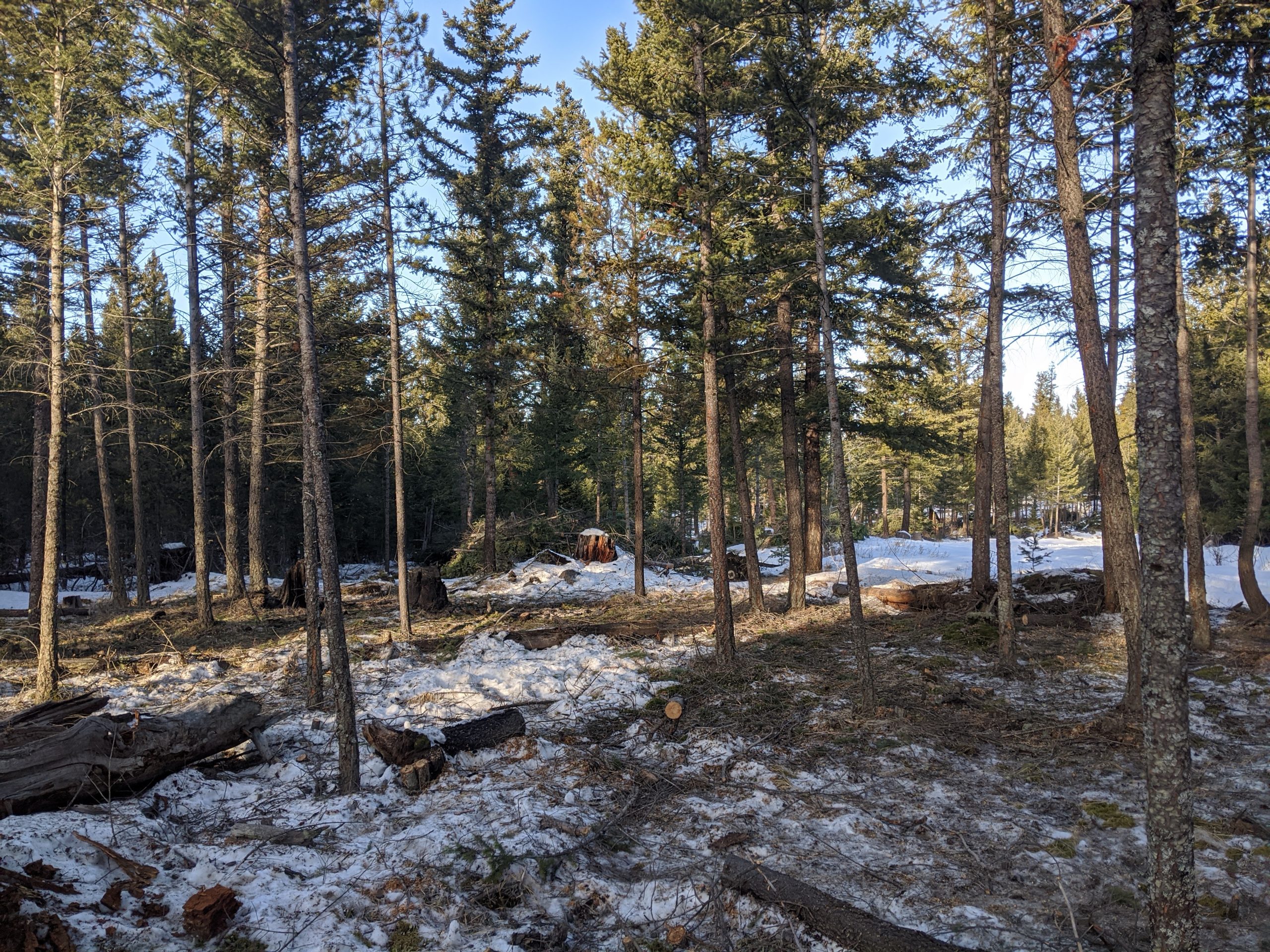 FESBC-supported cariboo wildfire risk reduction project nears completion - Vimarsana News