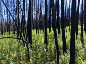 Burned-trees-in-the-Clinton-Community-Forest-prior-to-salvage-efforts.