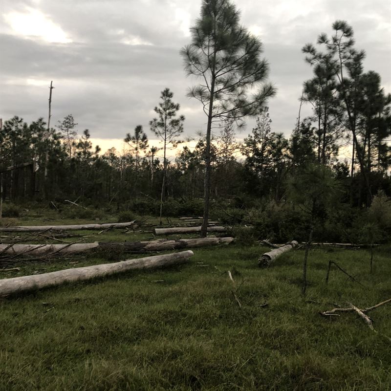 IKEA īpašnieks stāda mežu Floridas apgabalā, ko skārusi viesuļvētra Maikls